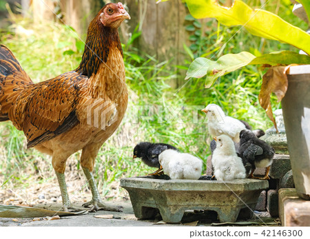 hen with its baby chick in back garden hen with its baby chick in back garden 42146300