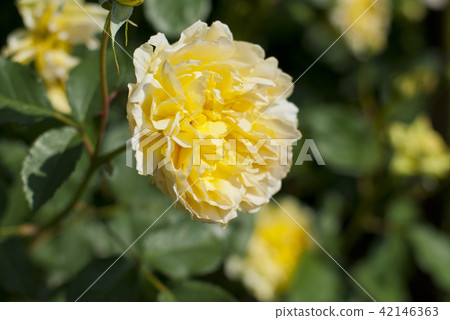 Roses (Molynew) Roses (Molynew) 42146363