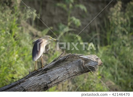 Indian pond heron or paddybird, Ardeola grayii Indian pond heron or paddybird, Ardeola grayii 42146470