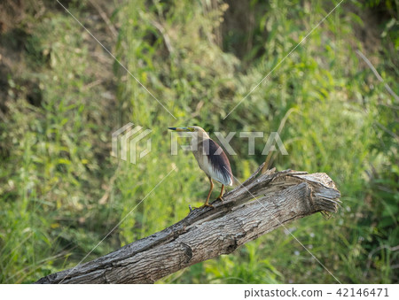 Indian pond heron or paddybird, Ardeola grayii 42146471