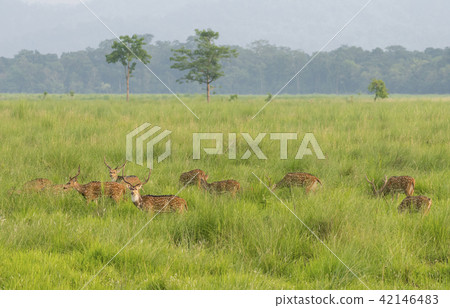 Sika or dappled deers in the wild 42146483
