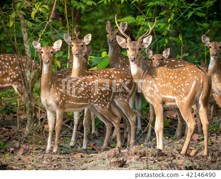 Sika or spotted deers herd in the jungle 42146490