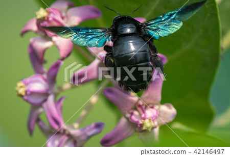 Xylocopa valga or carpenter bee on flowers 42146497
