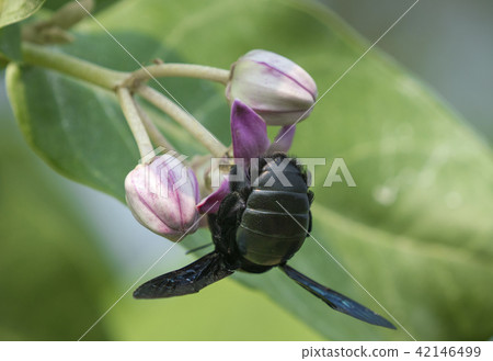 Xylocopa valga or carpenter bee on flowers 42146499