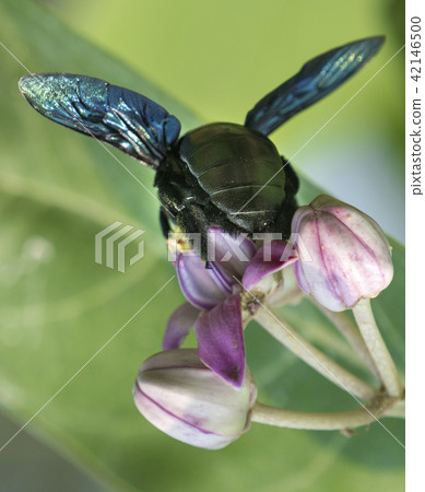 Xylocopa valga or carpenter bee on flowers 42146500