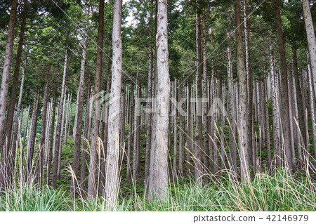 Cedar forest of Hokkaido North Beppu super-forest road Cedar forest of Hokkaido North Beppu super-forest road 42146979