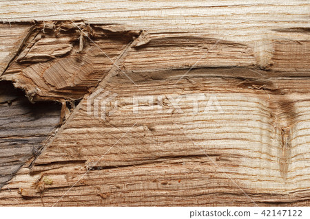 Amur cork tree wood texture with veins and cracks Amur cork tree wood texture with veins and cracks 42147122