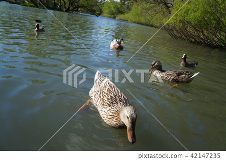鴨子在池塘里游泳 42147235