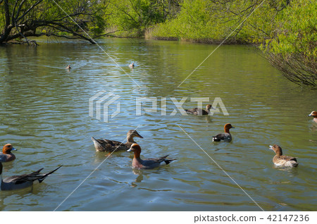 鴨子在池塘里游泳 42147236