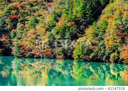 Kinshu Kinshu 42147318