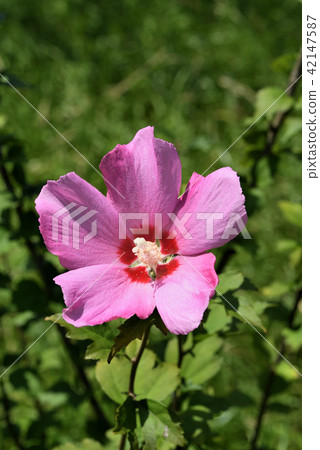 Mukuga (Afrodite) Mukuga (Afrodite) 42147587