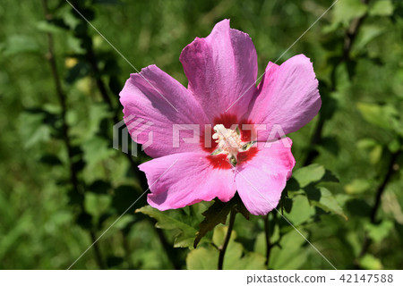 Mukuga (Afrodite) Mukuga (Afrodite) 42147588