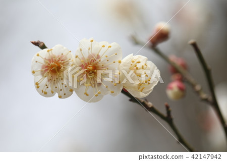 梅 梅 42147942
