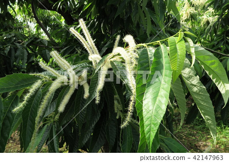 Chestnut flowers 42147963
