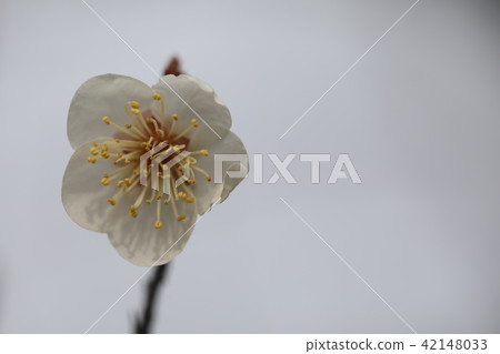 Plum Plum 42148033