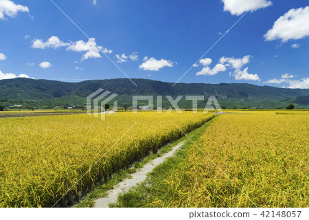 花東縱谷的金黃稻浪風光 42148057