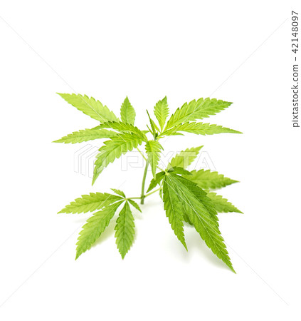 Hemp green leaves white background Cannabis Hemp green leaves white background Cannabis 42148097