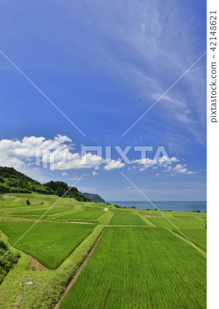 [Kyoto Prefecture Ine Town] Summer Senmaida 42148621