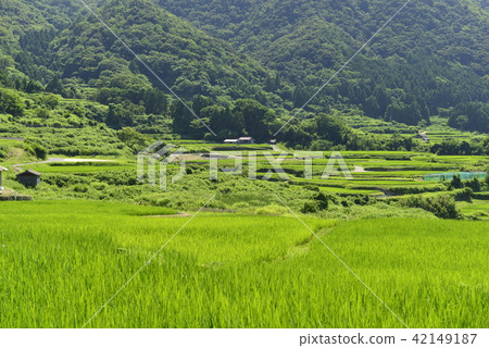 [Kyotango, Kyoto Prefecture] Sodeshi Rice Terraces 42149187