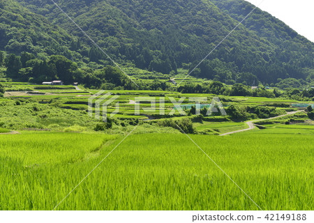 [Kyotango, Kyoto Prefecture] Sodeshi Rice Terraces 42149188