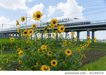 迷你向日葵和東海道新幹線N 700系列 42149319