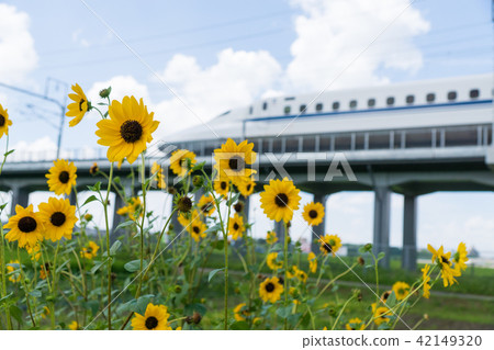 迷你向日葵和子彈列車 迷你向日葵和子彈列車 42149320