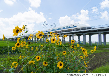 東海道新幹線700系列和迷你向日葵 42149321