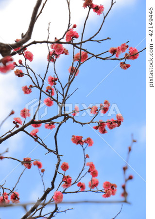 plum	 42149446