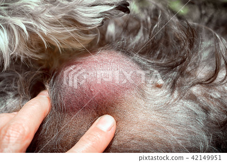 hand of the veterinarian shows metastases hand of the veterinarian shows metastases 42149951