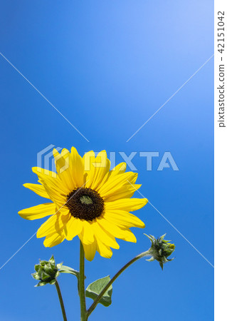 Sunflower blue sky 42151042