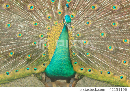 孔雀,孔雀開屏,鳥類 孔雀,孔雀開屏,鳥類 42151196