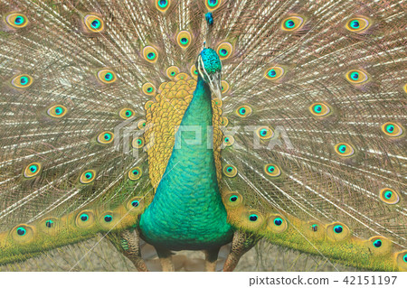 孔雀,孔雀開屏,鳥類 孔雀,孔雀開屏,鳥類 42151197