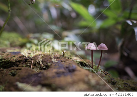唐澤卡爾小徑 唐澤卡爾小徑 42151405