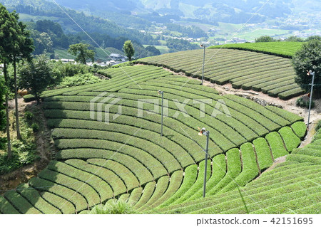 Harayama的圓形茶樹 Harayama的圓形茶樹 42151695