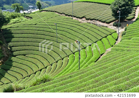 Round-shaped tea plant of Harayama Round-shaped tea plant of Harayama 42151699