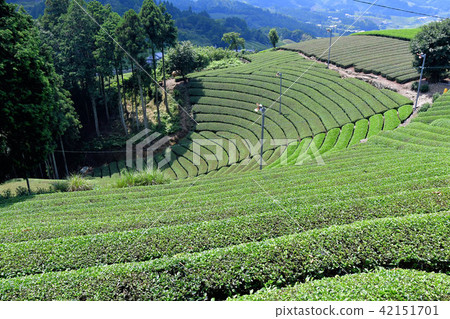 Round-shaped tea plant of Harayama 42151701