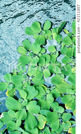 Pistia, water lettuce, water plant background Pistia, water lettuce, water plant background 42151807
