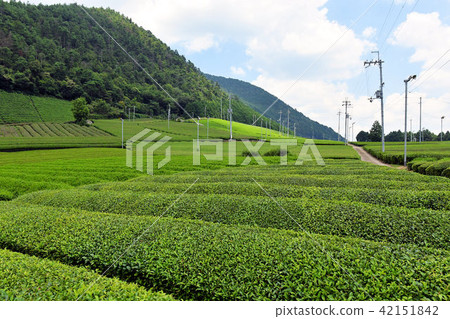 芝麻治愈 42151842