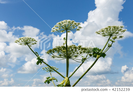 Cow parsnip blooms in summer 42152239