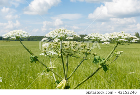 cow parsnip blooms 42152240