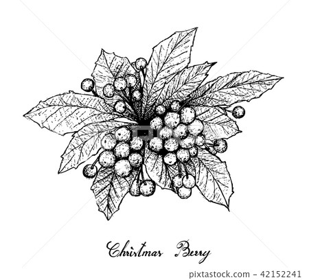 Hand Drawn Christmas Berries on White Background 42152241