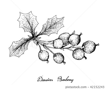Hand Drawn Darwins Barberries on White Background 42152243