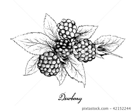Hand Drawn of Dewberries on White Background 42152244