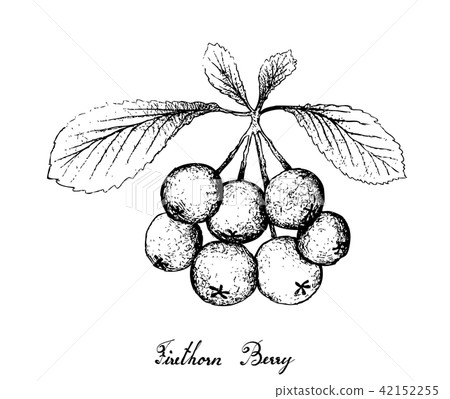 Hand Drawn of Firethorn Berries Fruits 42152255