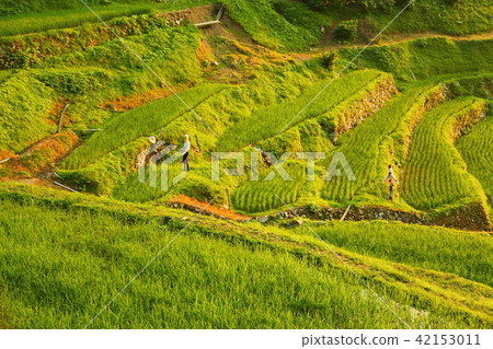 Rice terrace in the summer 42153011