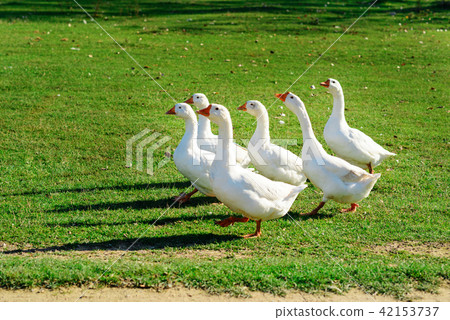 The herd of white adult geese grazing at the The herd of white adult geese grazing at the 42153737