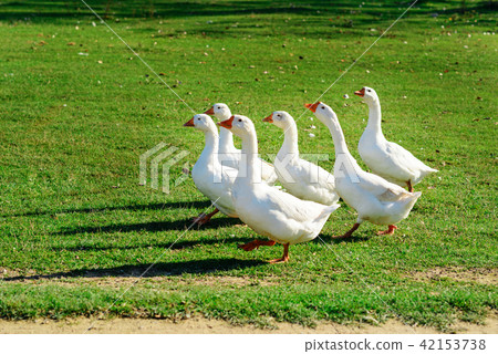 The herd of white adult geese grazing at the The herd of white adult geese grazing at the 42153738