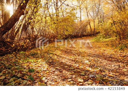 landscape of bright sunny autumn forest with  42153849