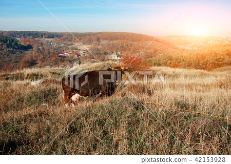 One horned black cow grazing on the autumn One horned black cow grazing on the autumn 42153928