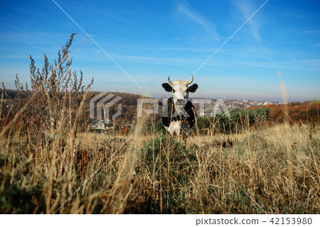 One horned black and white cow grazing on the One horned black and white cow grazing on the 42153980